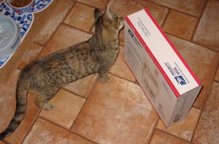 Meerkat Sniffs the Quilt Box