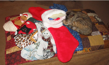 Meerkat on Ottoman with Christmas Stockings