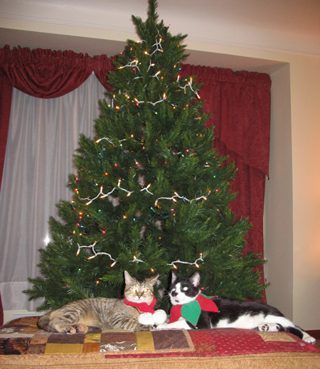 Kittens pose for Christmas