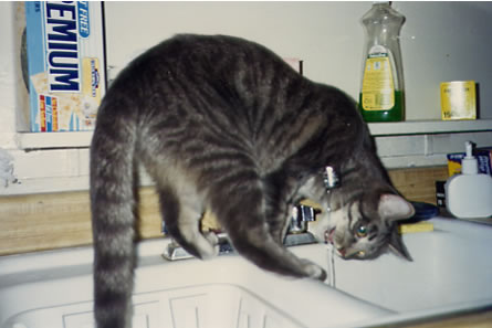 1993 Clyde Drinks from Sink