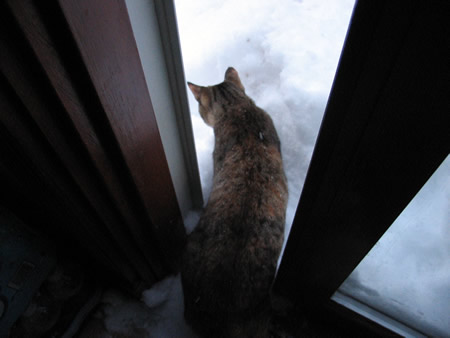 Meerkat sniffs the snow!