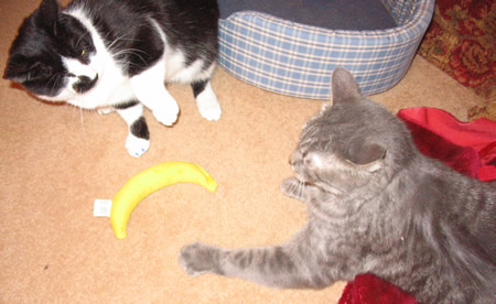 Go ahead â€¦ grab the banana â€¦ make my day