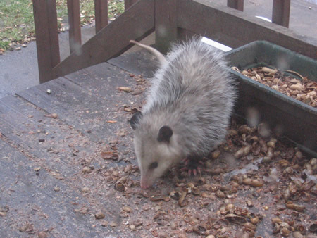 Our Pal Possum!