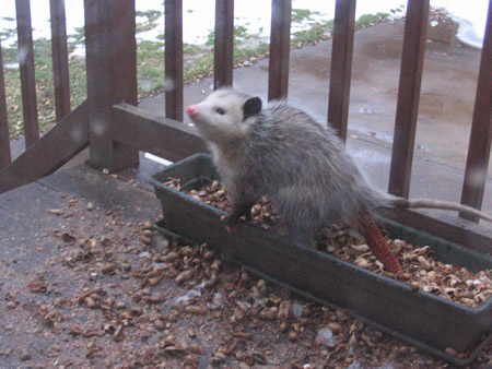 Uh-oh!  Possum can smell that we