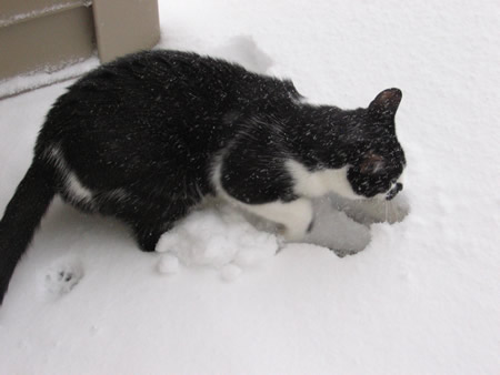 Digging in the Snow!