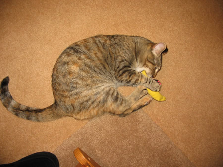 Meerkat gets chompy on a catnip bananer!