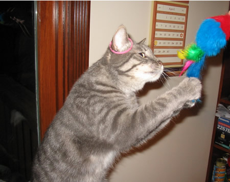 Grabbing for the feather tail mousie!