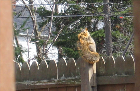 Squirrel has to bathe, too!