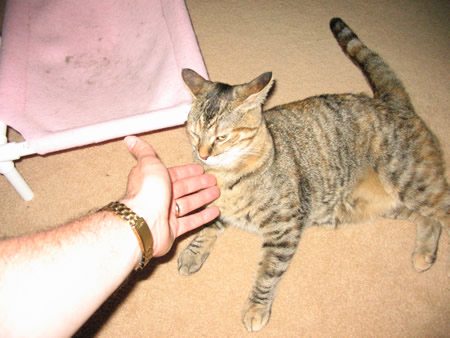 Meerkat Sniffs Daddys Hand